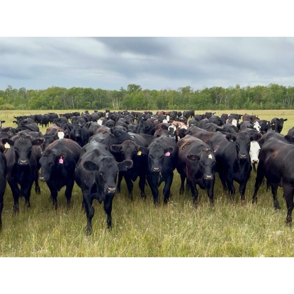 Tribar Ranching Co. - 900# October Delivery Grass Heifers - 60 Head (Steep Rock, MB)
