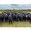 Image 1 : Tribar Ranching Co. - 900# October Delivery Grass Heifers - 60 Head (Steep Rock, MB)