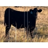 Image 12 : Jordan & Kelli Hoopfer - 660# November Delivery Steer Calves - 90 Head (Gadsby, AB)