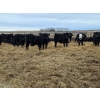 Image 2 : Ripple Rock Ranch - 790# March Delivery Weaned Heifers  -104 Head (Fincastle, AB)