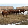 Image 2 : Jones Valleyview Ranch - 24 RBF Angus/Hereford X Replacement Heifers (Balzac, AB)