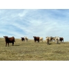Image 6 : Crisp Ranches - 900# October Delivery Grass Heifers - 136 Head (Monitor, AB)