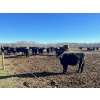 Image 2 : Plett Cattle & Honey - 26 Angus/Angus X Spring Calving Bred Heifers (Alonsa, MB)