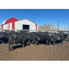 Image 8 : TV Bar Farms Ltd. - 725# April Delivery Steers - 70 Head (Goodlands, MB)