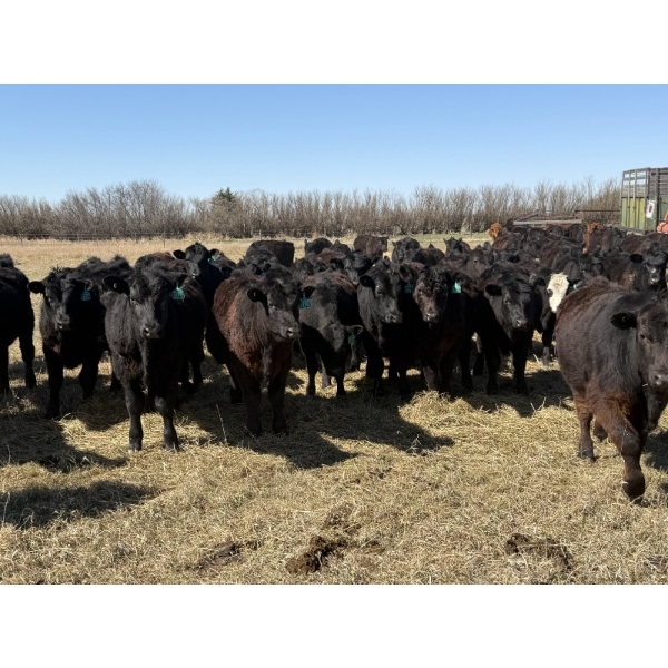 VR Livestock - 700# May Delivery Steers - 79 Head (Tessier, SK)