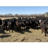Image 1 : VR Livestock - 700# May Delivery Steers - 79 Head (Tessier, SK)
