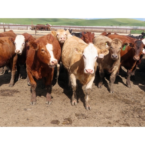 KC Hay & Straw - 985# September Delivery Heifers - 120 Head (Mossbank, SK)