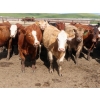 Image 1 : KC Hay & Straw - 985# September Delivery Heifers - 120 Head (Mossbank, SK)