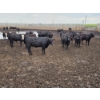 Image 5 : Ripple Rock Ranch - 730# August Delivery Heifers - 125 Head (Fincastle, AB)