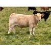 Image 2 : Holst Farms Ltd. - 700# October Delivery Steer Calves - 88 Head (Hays, AB)