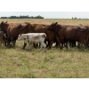 Image 9 : Malarky Farms - 20 Red/Red X Cow/Calf Pairs (Newdale, MB)