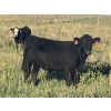 Image 4 : Jarokosky Farms - 830# September Delivery Grass Steers - 75 Head (Cayley, AB)