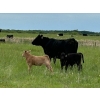 Image 4 : Franklin Cattle Co. - 625# December Delivery Steer Calves - 285 Head (Kipling, SK)