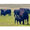 Image 11 : Schunicht Farms - 700# Dec/Jan Delivery Weaned Steers - 80 Head (Strathmore, AB)