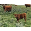 Image 3 : Ed & Connie Gammie - 495# December Delivery Steer Calves - 120 Head (Handhills, AB)