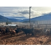 Image 9 : Guichon Creek Ranch - 725# March Delivery Steers - 70 Head (Westwold, BC)