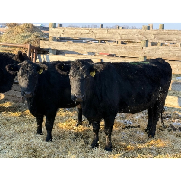 Coal Creek Ranching Ltd. - 3 Second Calvers (Pen 524A)