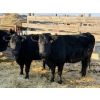 Image 1 : Coal Creek Ranching Ltd. - 3 Second Calvers (Pen 524A)