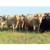 Image 5 : Hidden Creek Farms Ltd. - 975# Sept/Oct Delivery Grass Heifers - 63 Head (Fort Qu'Appelle, SK)