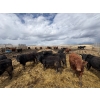 Image 4 : Antelope Butte Ranch - 805# May Delivery Steers - 76 Head (Lundbreck, AB) VBP+