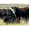 Image 6 : Kings Corner Farms - 870# Oct/Nov Grass Heifers - 70 Head (Corning, SK)