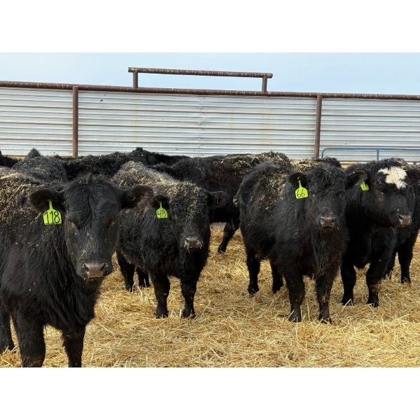 Blackberry Land & Cattle - 40 Black/BBF December Delivery Bred Heifers (Coderre, SK)