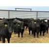 Image 1 : Blackberry Land & Cattle - 40 Black/BBF December Delivery Bred Heifers (Coderre, SK)