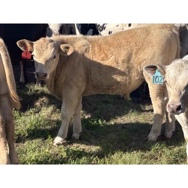 Fred Courtney - 650# October Delivery Steer Calves - 65 Head (Delia, AB)
