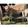 Image 1 : Fred Courtney - 650# October Delivery Steer Calves - 65 Head (Delia, AB)
