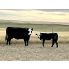 Image 6 : Muridale Shorthorns - 500# October Steer Calves - 85 Head (Hodgeville, SK)