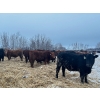 Image 3 : Chris Bartel - 1025# February Delivery Steers - 60 Head (Fort Vermilion, AB)