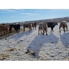 Image 2 : Bauer Ranching - 880# February Weaned Steers - 190 Head (Hilda, AB)