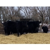 Image 6 : Houston Farms - 800# March Delivery Steers - 78 Head (Eckville, AB)