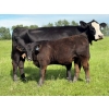 Image 9 : Bar 27 Stock Farm - 720# September Delivery Steer Calves - 85 Head (Spruce View, AB) VBP+