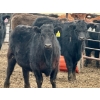 Image 7 : Duane & Austin Ashbacher - 775# February Delivery Steers - 80 Head (Arrowwood, AB)