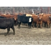 Image 3 : Turtleview Livestock - 950# May Delivery Steers - 62 Head (Goodlands, MB)