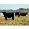 Image 3 : Little Rainbow Ranch - 750# May Delivery Heifers - 162 Head (Moosomin, SK)
