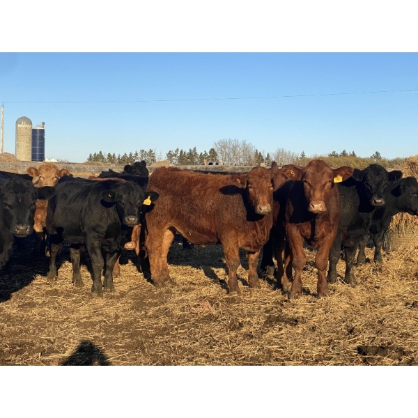 Bruce & Judy Dickson - 1057# November Grass Steers - 57 Head (Leslieville, AB)