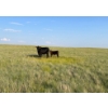 Image 5 : Douglass Bros. Ranching - 625# November Delivery Steer Calves - 100 Head (Gem, AB)