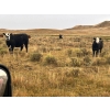 Image 5 : Monty & Corey Arendt - 625# Oct/Nov Delivery Steer Calves - 53 Head (Ravenscrag, SK)