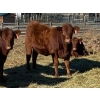 Image 11 : 130 Mile Ranch - 600# October Delivery Steer Calves - 90 Head (Lac La Hache, BC)