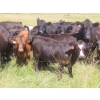 Image 4 : Pleasant Vista Farms - 675# October Delivery Steer Calves - 90 Head (Peebles, SK)