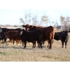 Image 6 : Poirier Prairie Ag. Ventures - 525# November Delivery Steer Calves - 110 Head (Redvers, SK)
