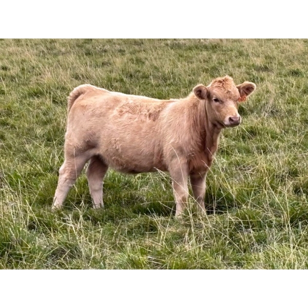Holst Farms Ltd. - 670# October Delivery Heifer Calves - 92 Head (Hays, AB)