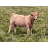 Image 1 : Holst Farms Ltd. - 570# October Delivery Heifer Calves - 30 Head (Hays, AB)