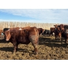 Image 5 : Carl Chomistek - 775# March Delivery Steers - 62 Head (Rolling Hills, AB)
