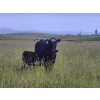 Image 2 : Thompson Colony - 550# October Delivery Steer Calves - 110 Head (Fort Macleod, AB)