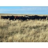Image 7 : Block's Ranching Ltd. - 760# November Grass Steers - 71 Head (Abbey, SK)