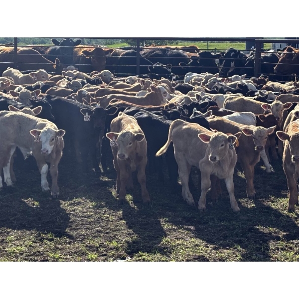 Franklin Cattle Co. - 650# December Delivery Weaned Steers - 190 Head (Grenfell, SK)