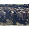 Image 1 : Franklin Cattle Co. - 575# December Delivery Weaned Heifers - 200 Head (Grenfell, SK)